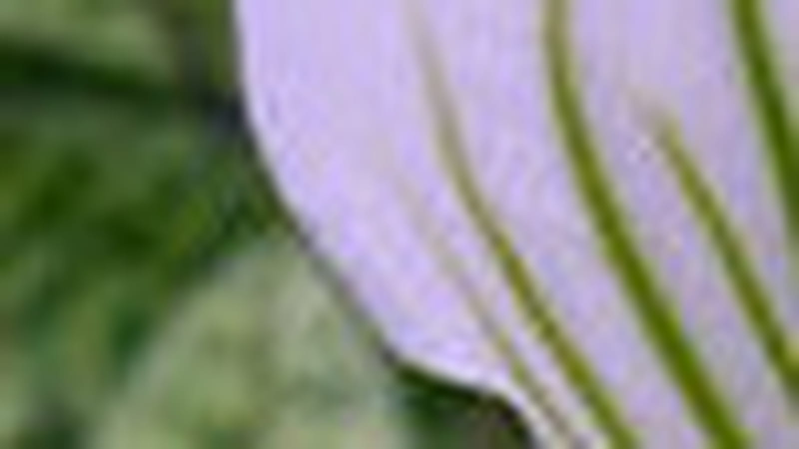 Paphiopedilum Mitylene