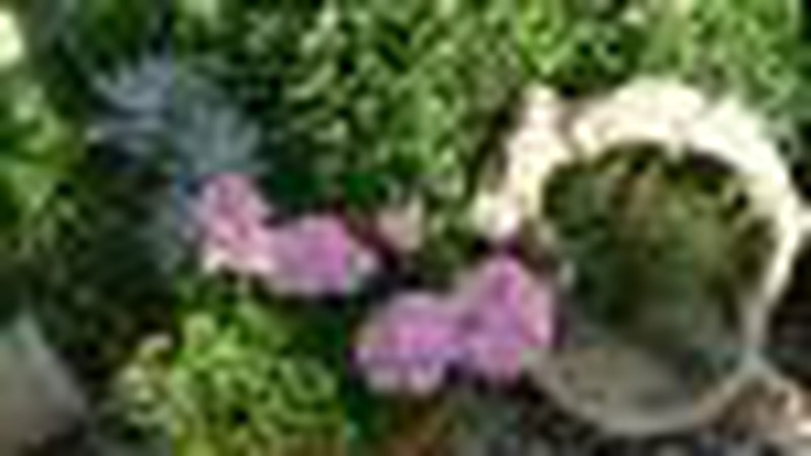 Pittosporum