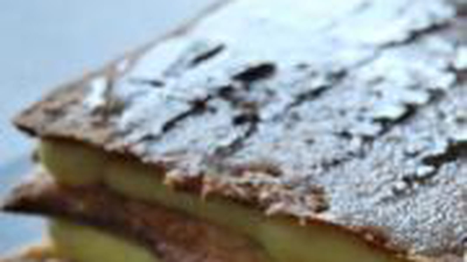 Mille feuille au rhum rapide