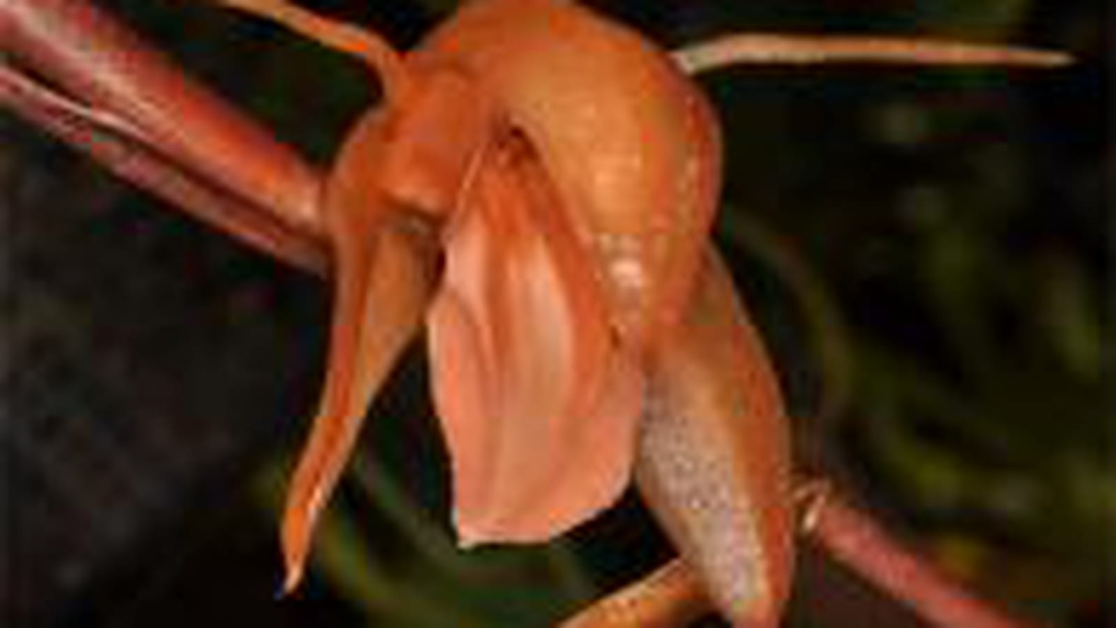 Coelogyne kinabaluensis