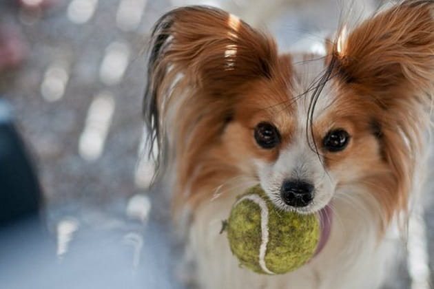 Ils adorent s'amuser avec ces jouets