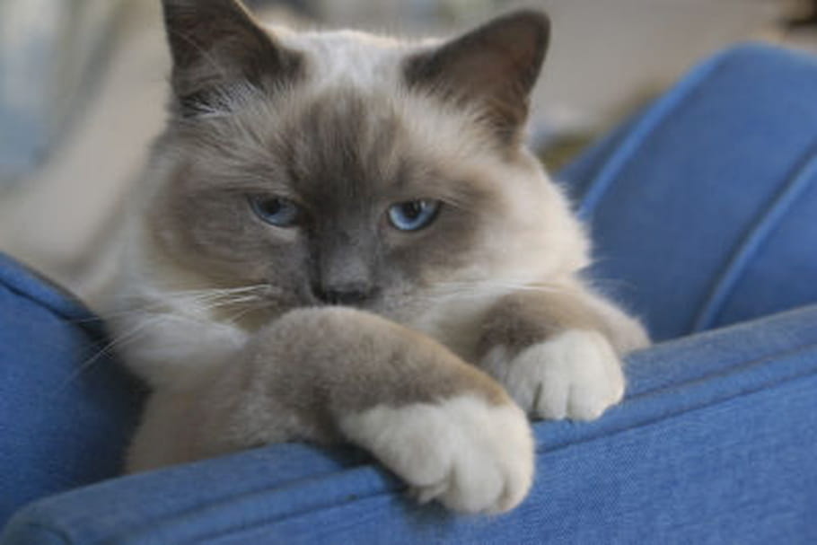 Comment laver un chat