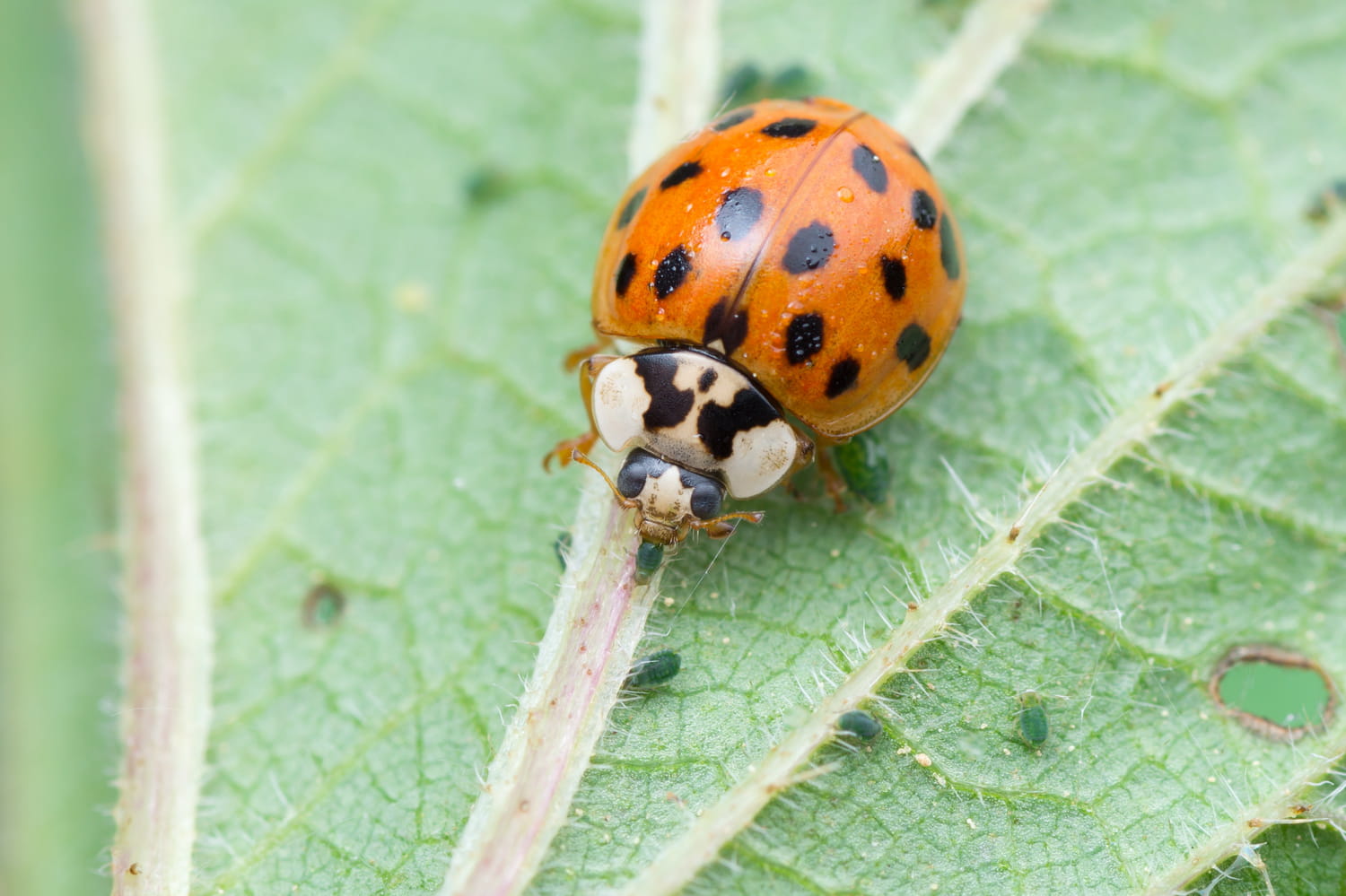 Coccinelle asiatique : elle est de retour et mieux vaut s'en débarrasser avant qu'elle ne fasse trop de dégâts