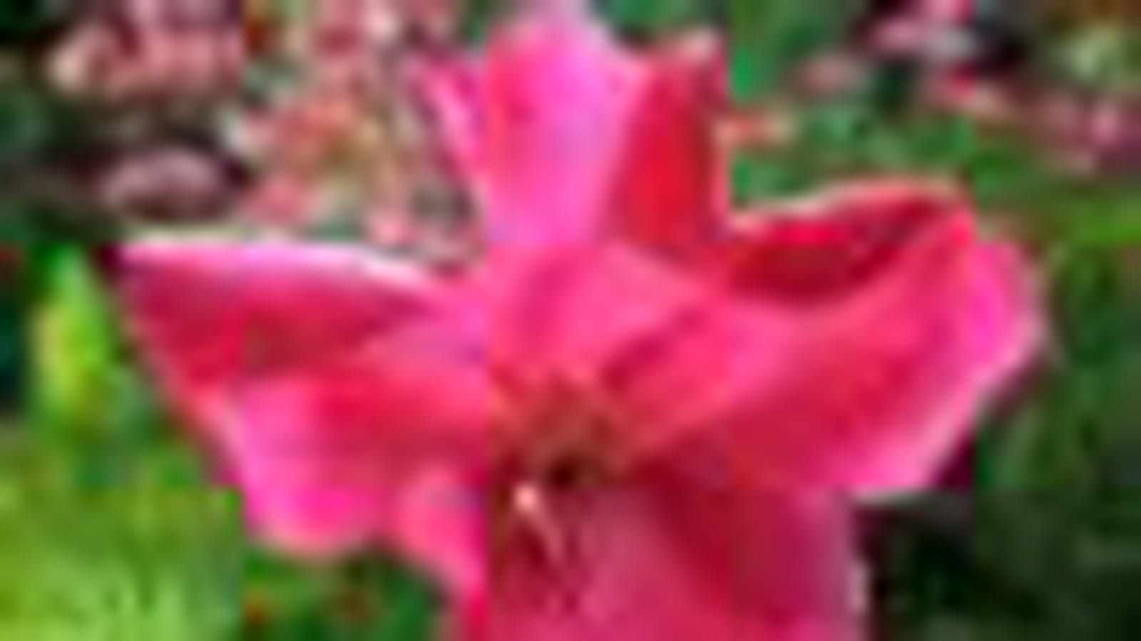 Rosier de Chine