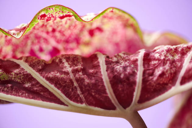 Le caladium