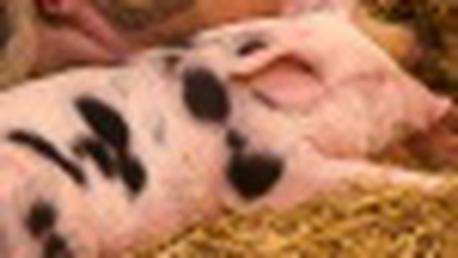 copain comme..