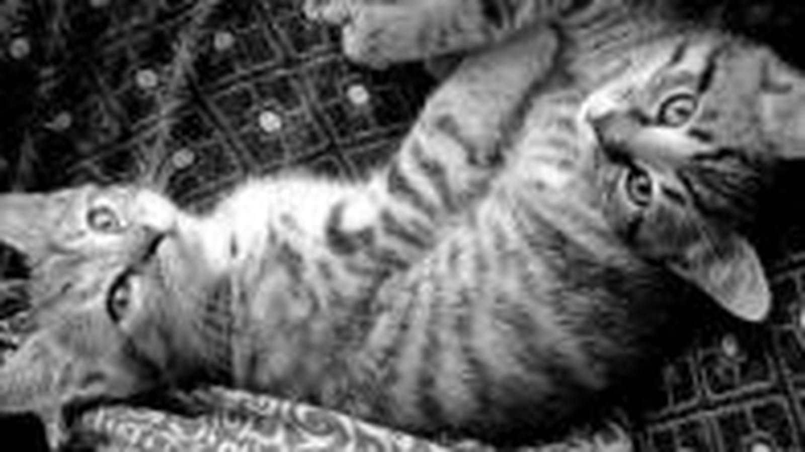 Curieux