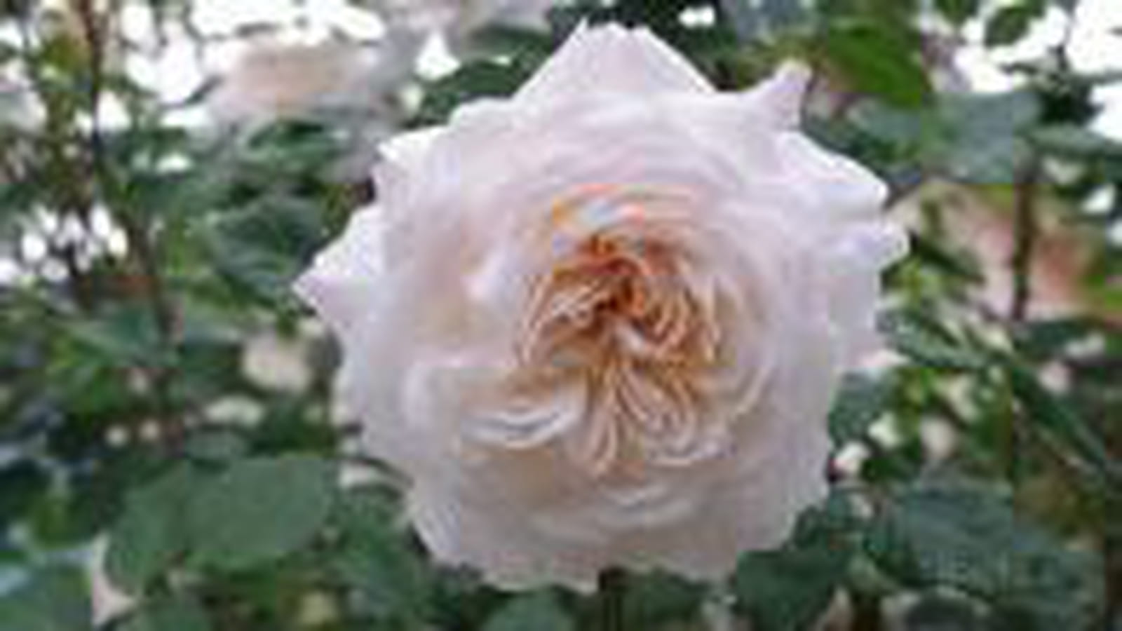 Crocus rose