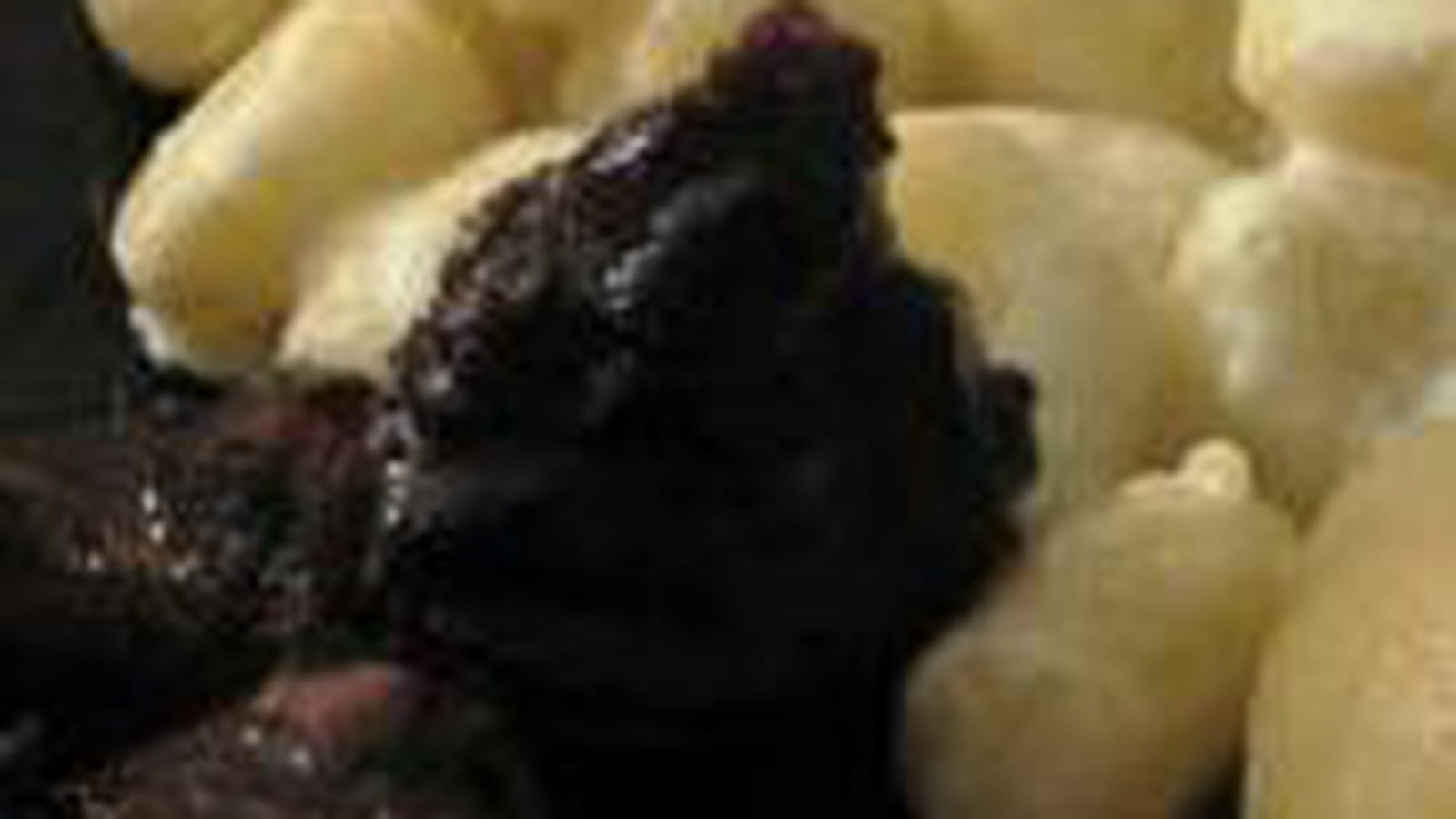 Daube de marcassin