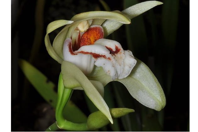 L'élégance du Coelogyne beccarii
