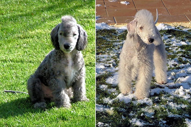 Le Bedlington terrier