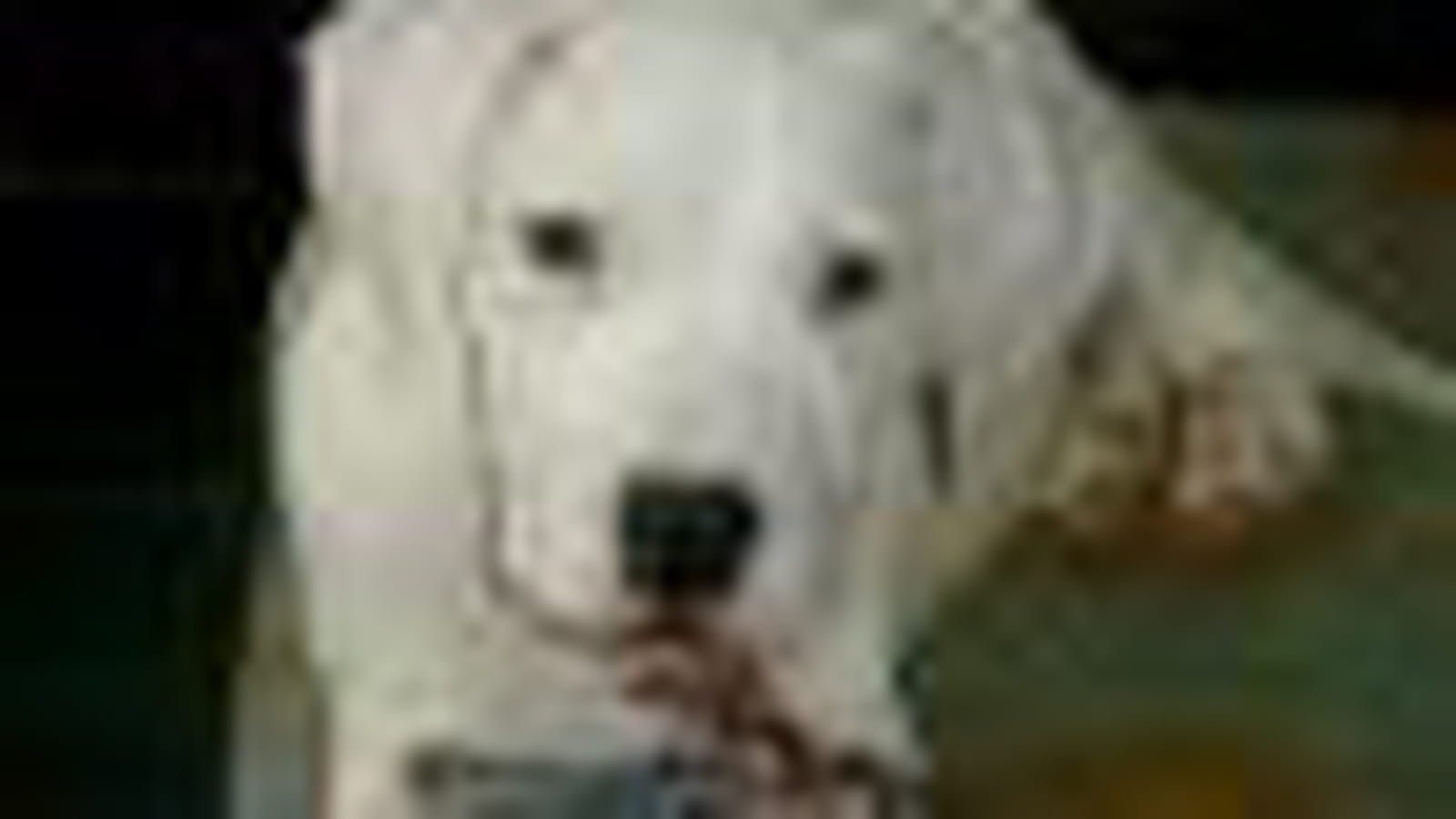 Dogue argentin