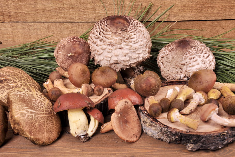 Tout sur les champignons : les choisir, les conserver, les cuisiner...