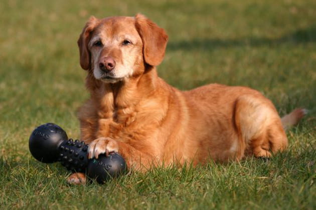 Un os qui compte énormément