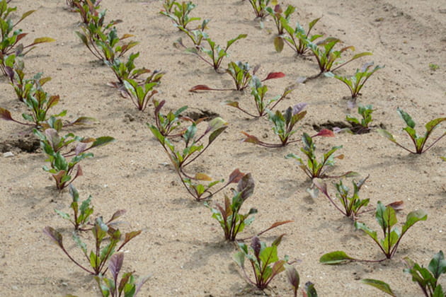 Pieds de betteraves et traces de pas