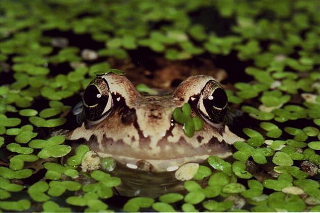 La tête dans les lentilles d'eau