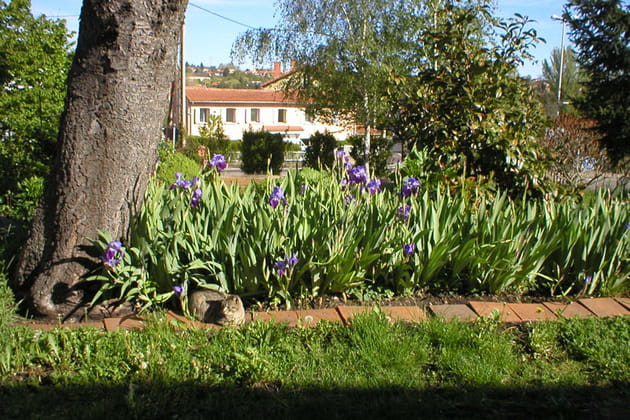 Iris au garde-&agrave;-vous