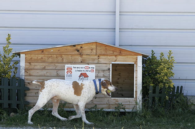 Un refuge pour le bien-&ecirc;tre des chiens