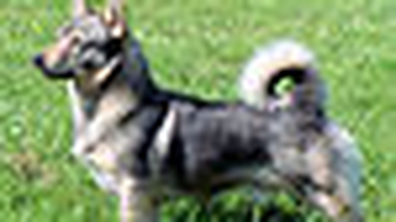 Chien des Goths