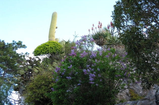 Jardin dans les Alpes-Maritimes, France