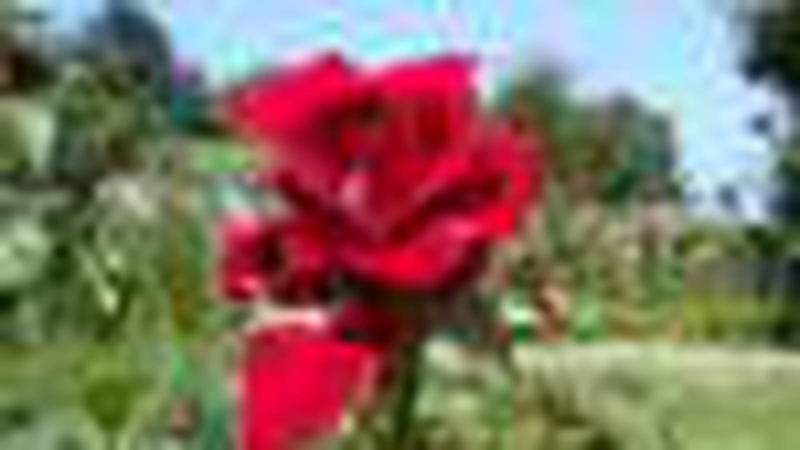 Red Parfum ® Everepra