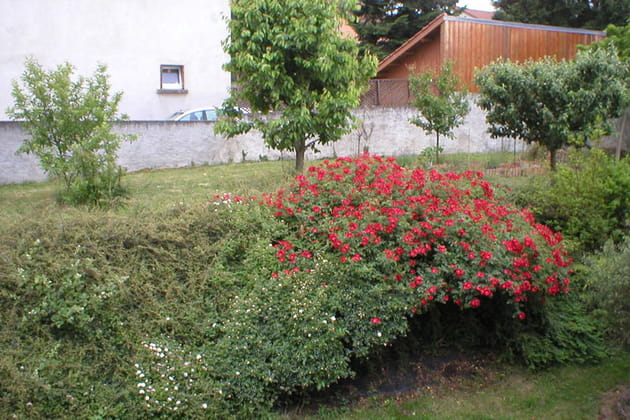 Une haie pour retenir la terre du verger