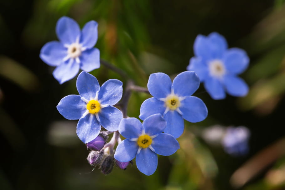 Myosotis