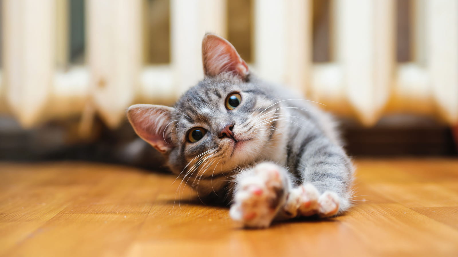 S’étirer comme un chat
