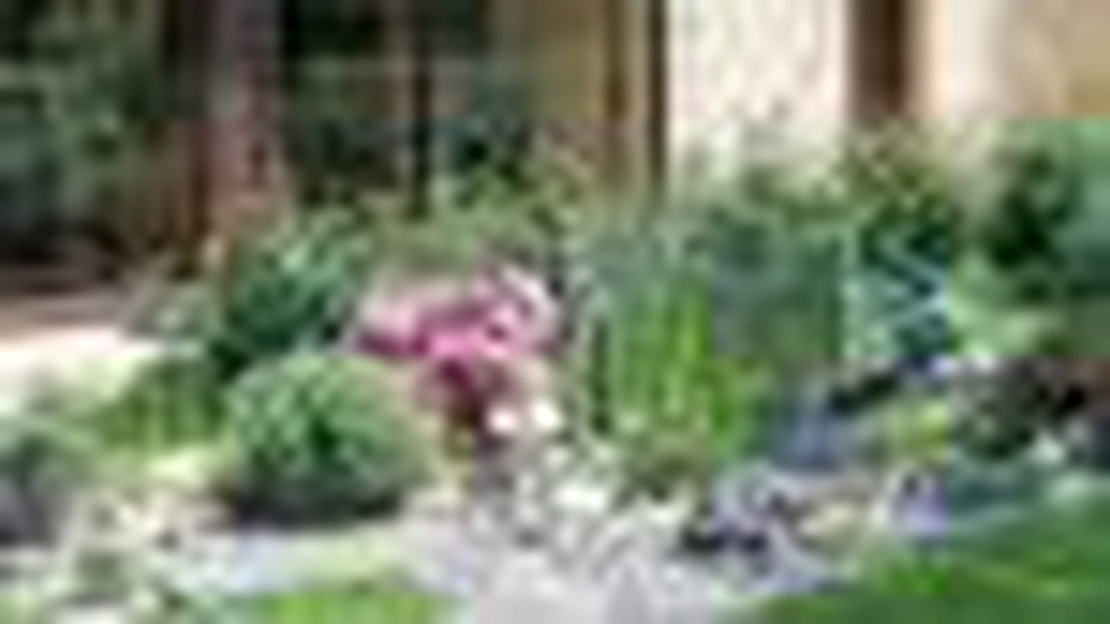 Jardin de Paulette