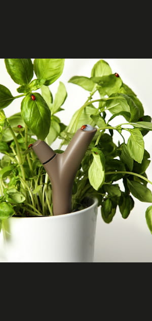 Flower Power de Parrot