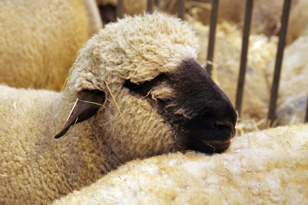 Appui-tête confortable