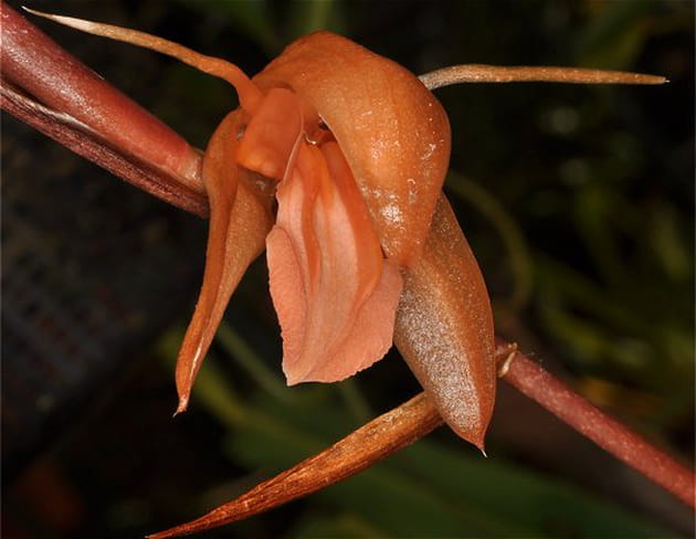 L'incroyable couleur du Coelogyne kinabaluensis