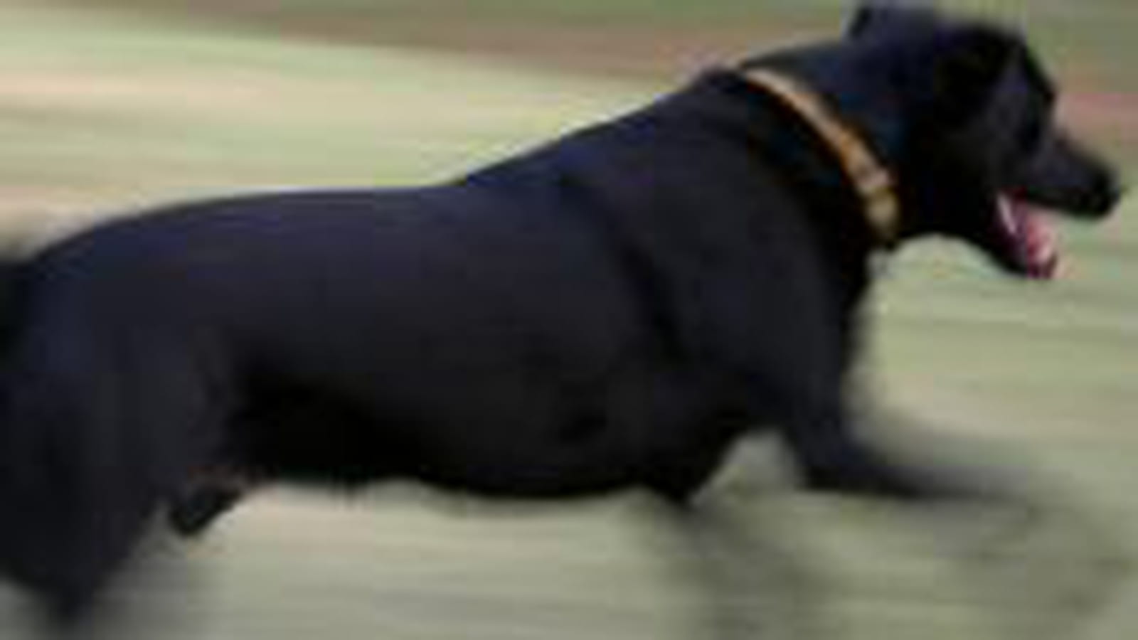 Galop