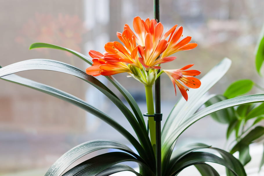Clivia