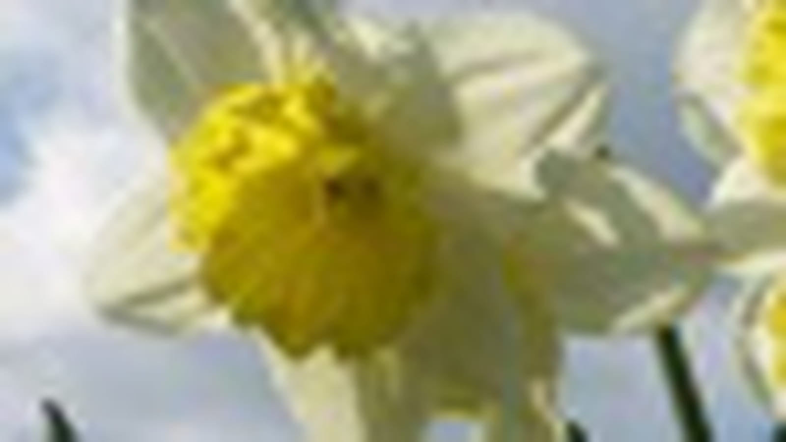 Un air de printemps
