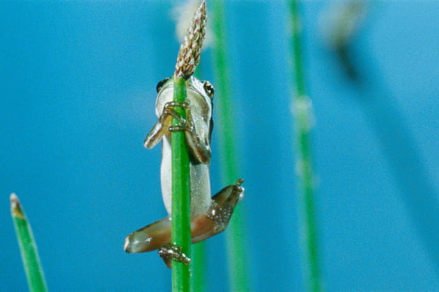 Le cirque de la rainette