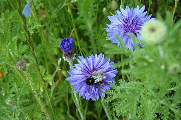 Encore une que le bourdon apprécie