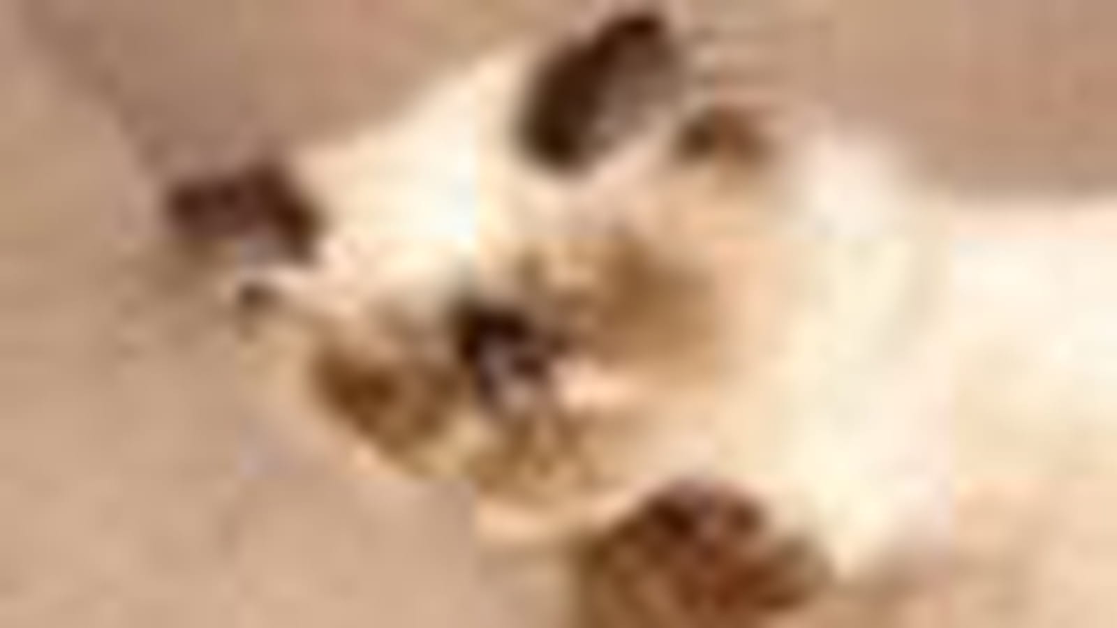 Cachou