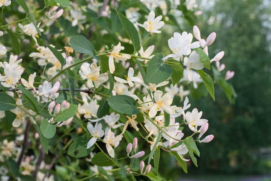 Comment avoir un jardin parfumé toute l'année ?