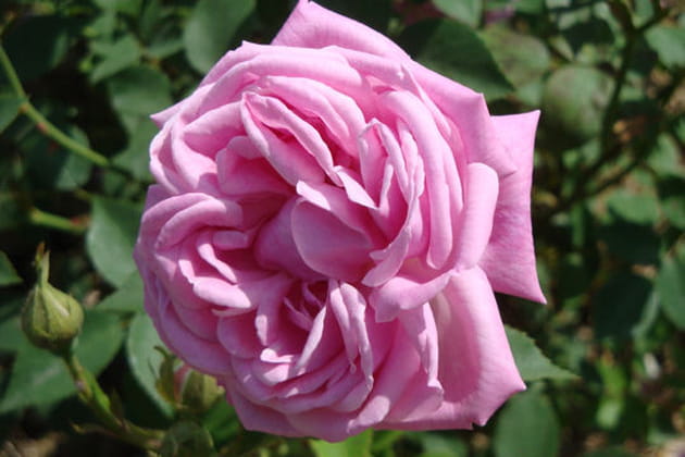 Toute de rose vêtue