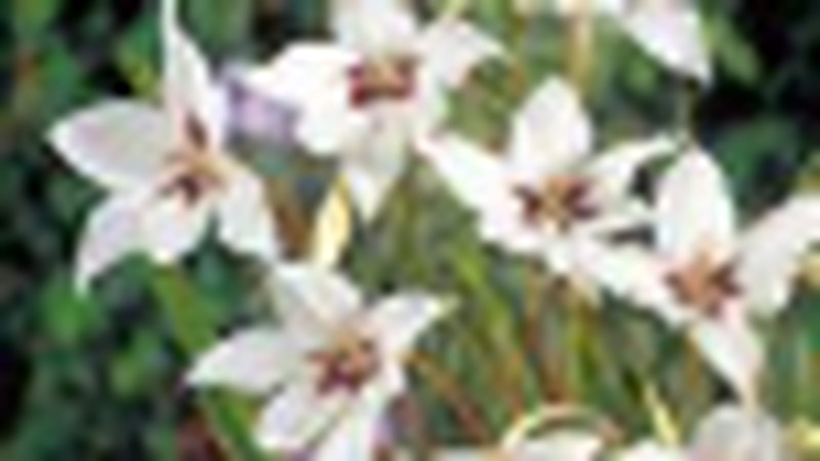 Callianthus