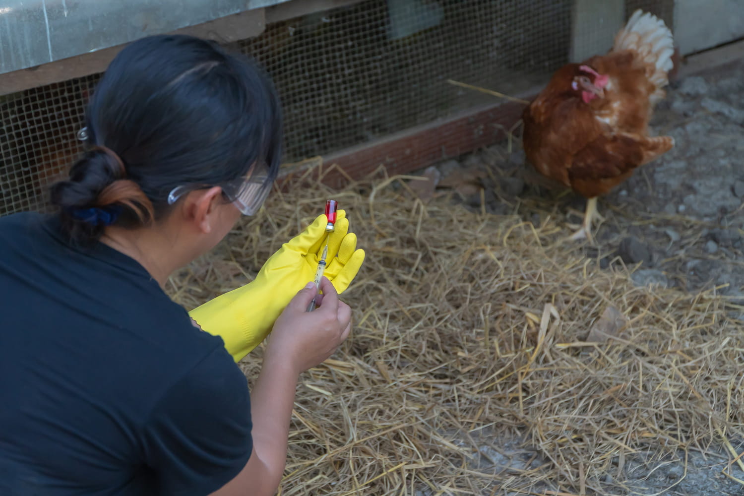 Grippe aviaire : symptômes, quels risques pour l'Homme ?