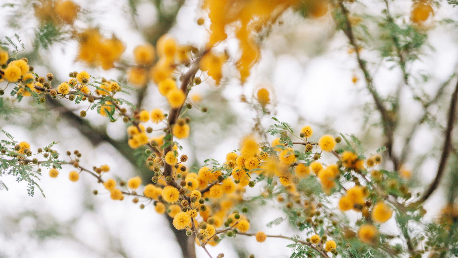 Mimosa 