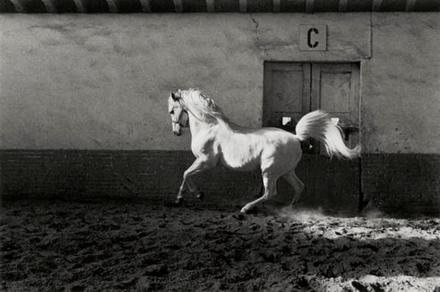 Regard artistique sur les chevaux