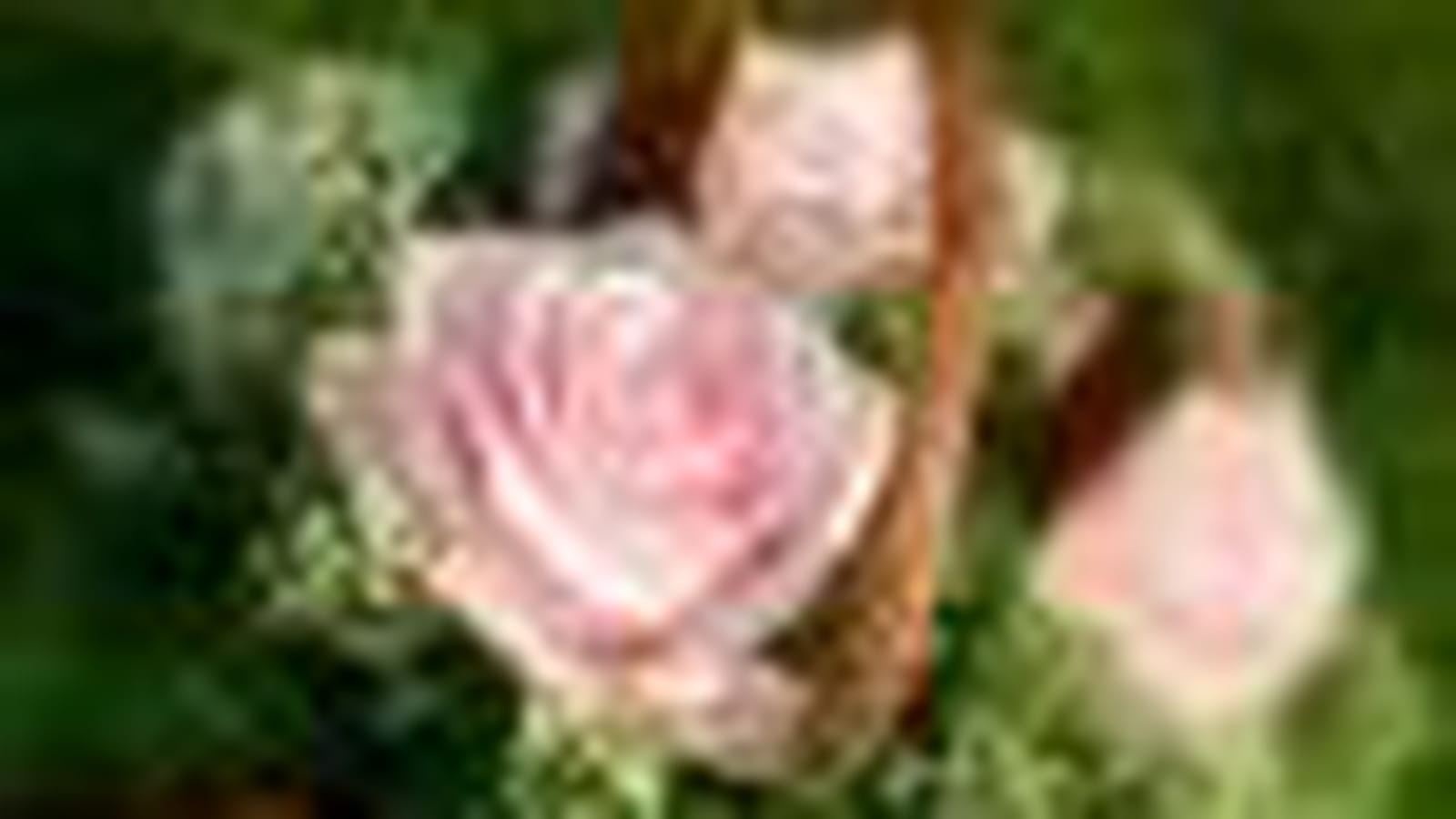 Bouquet de roses