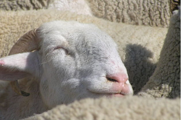 Il compte les moutons