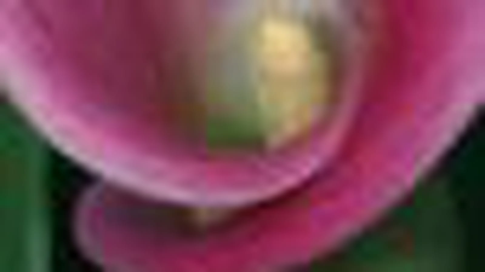 Arum