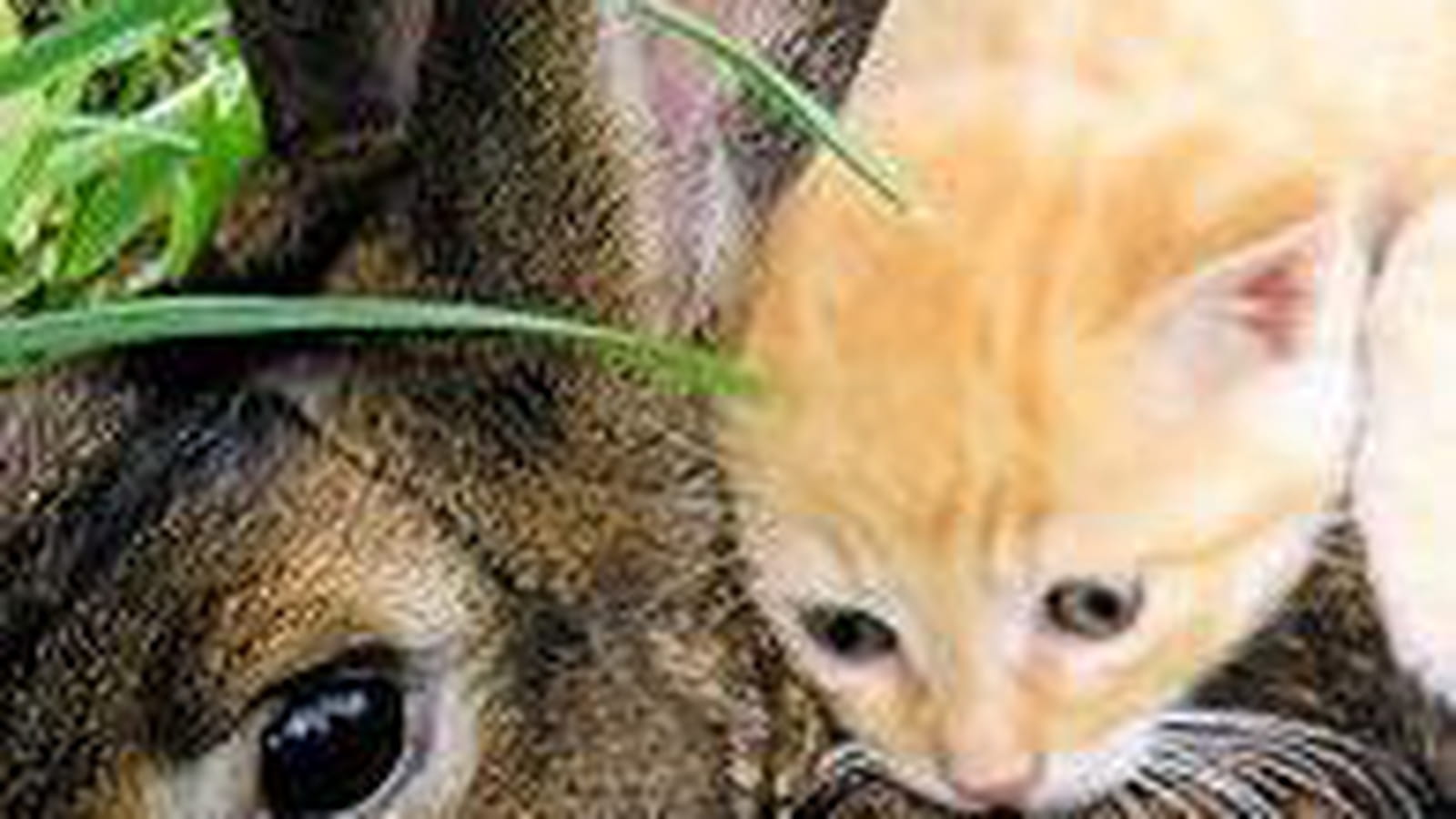 Copains
