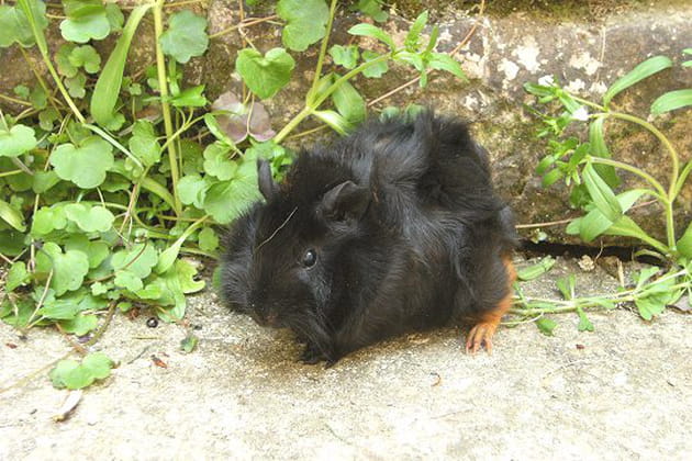 Frimousse a la frousse