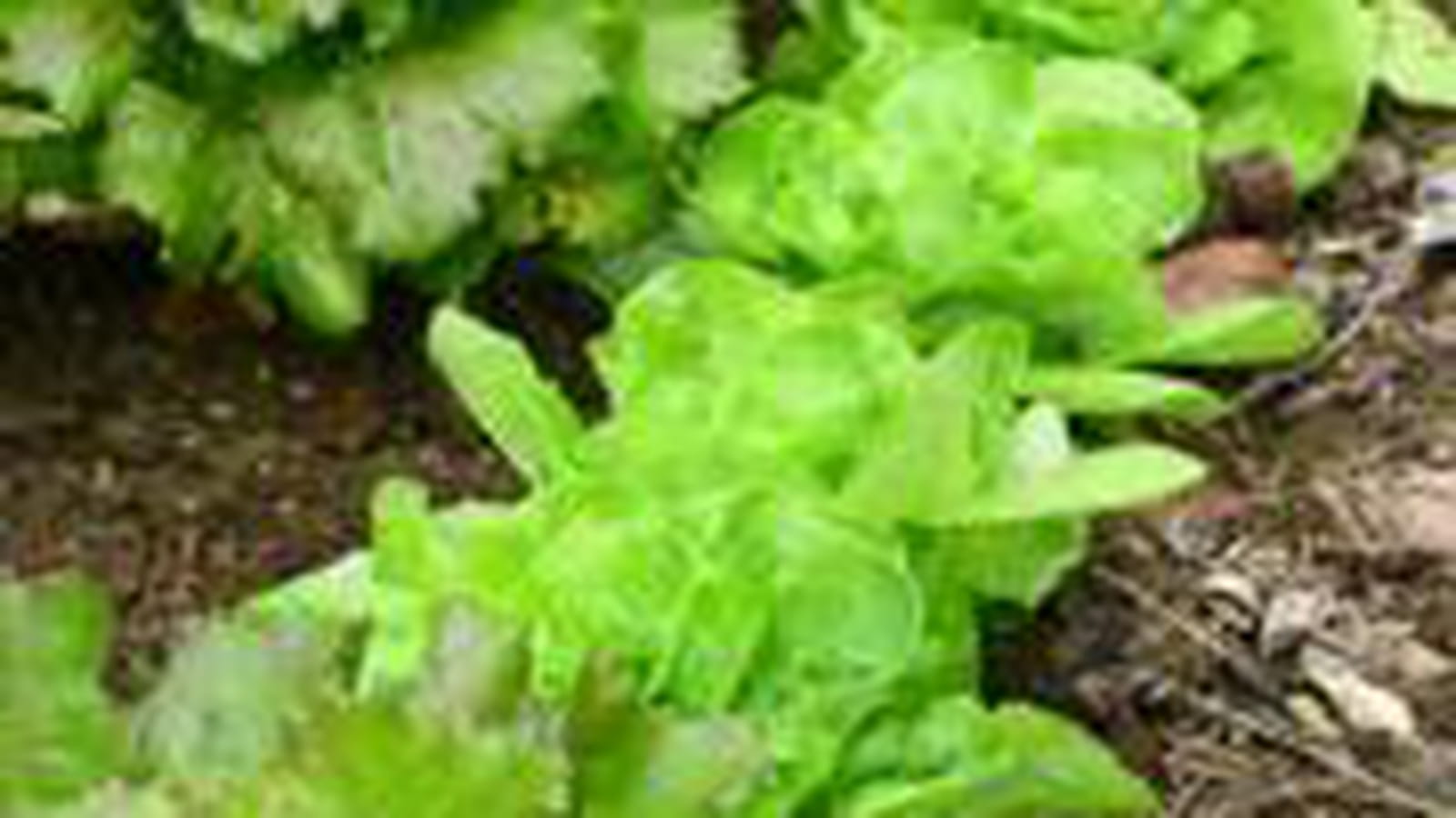 Chicorée frisée